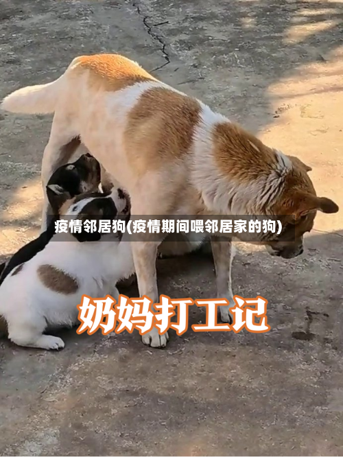 疫情邻居狗(疫情期间喂邻居家的狗)