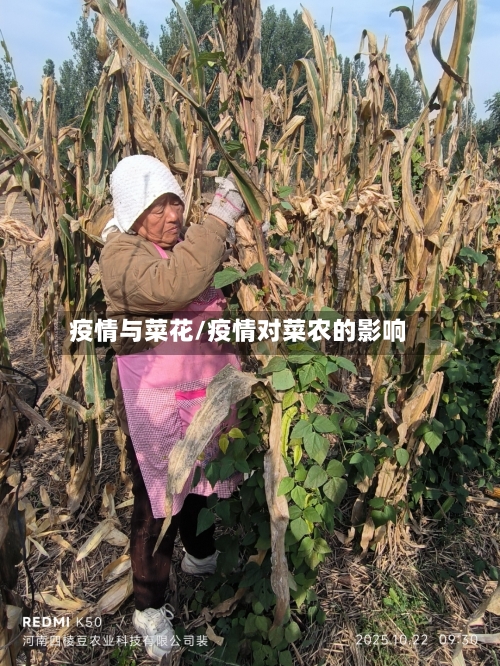 疫情与菜花/疫情对菜农的影响-第3张图片